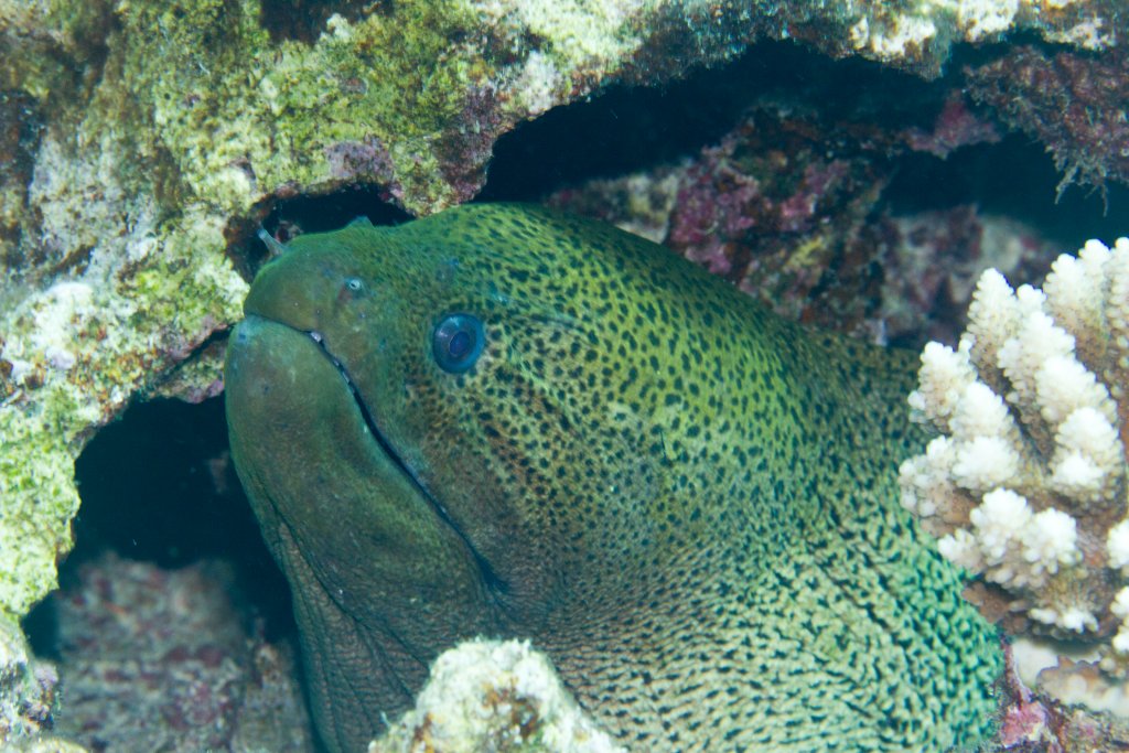 Giant Moray (Gymnothorax javanicus)