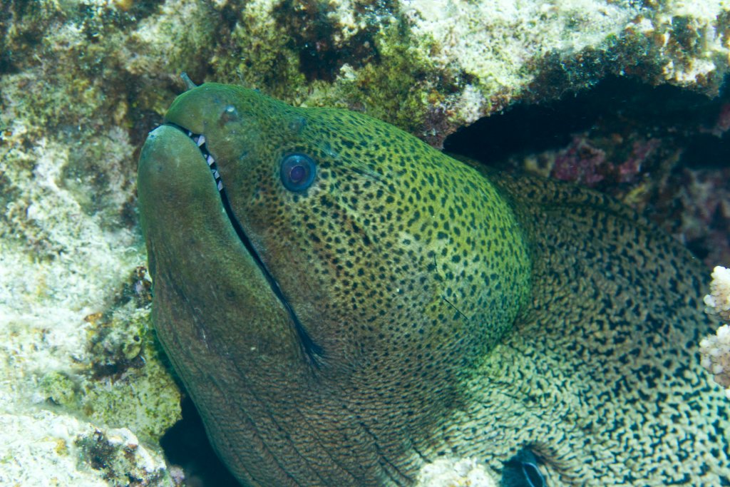 Giant Moray (Gymnothorax javanicus)
