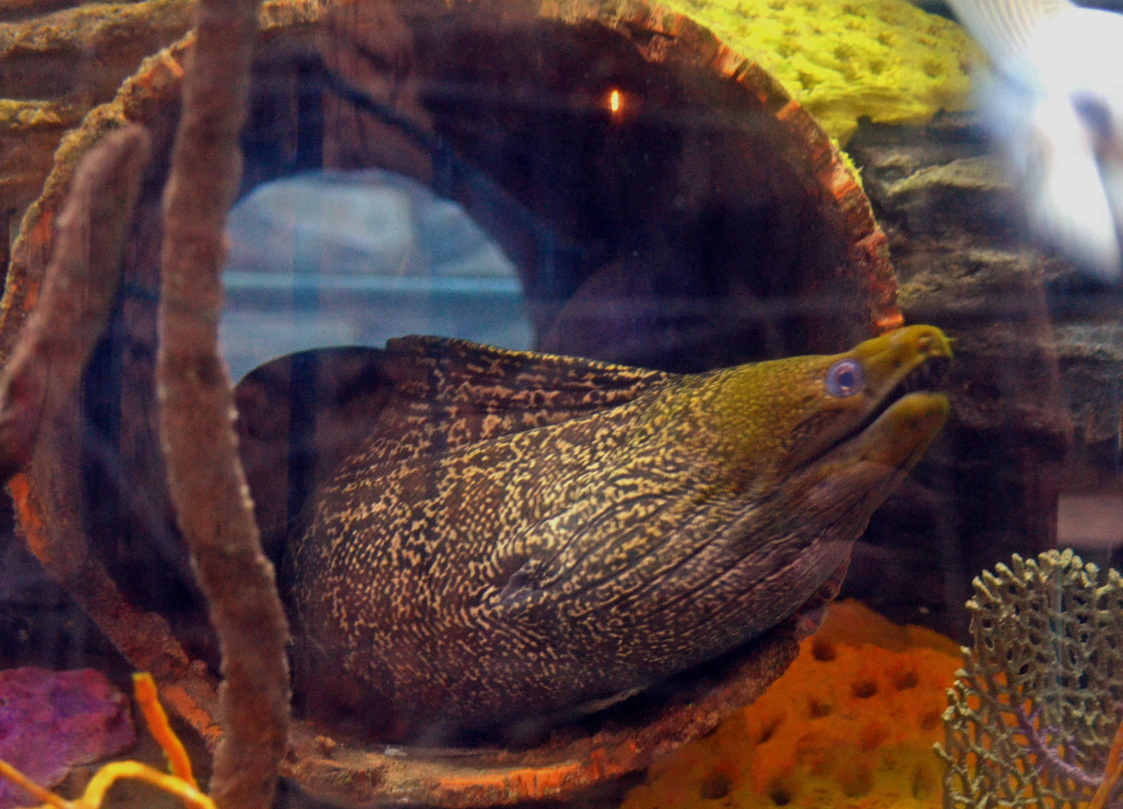 Giant Moray (Gymnothorax javanicus)
