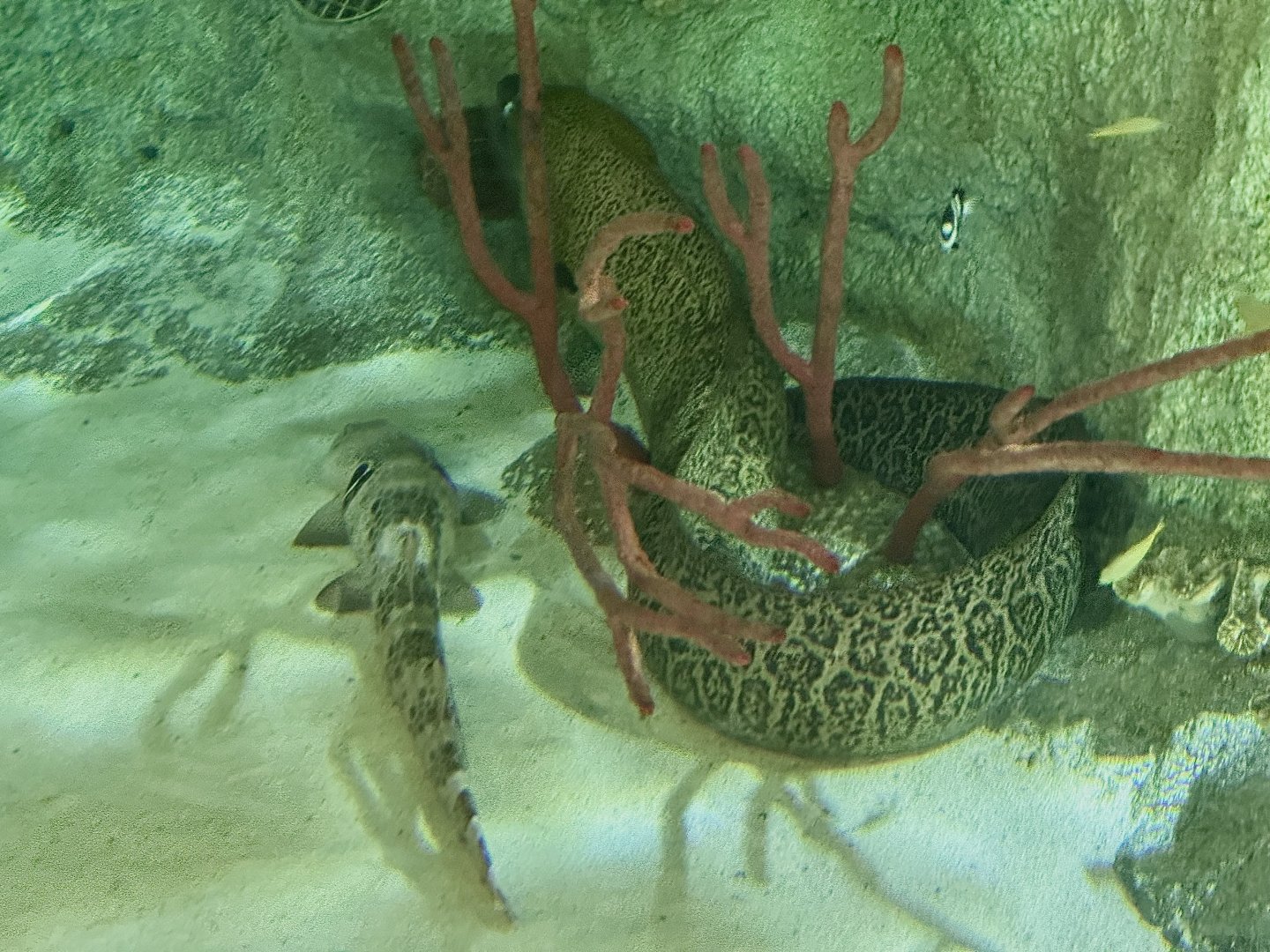 Giant moray (Gymnothorax javanicus)