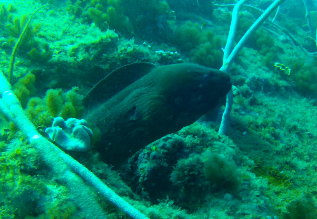 Giant Moray (Gymnothorax javanicus)
