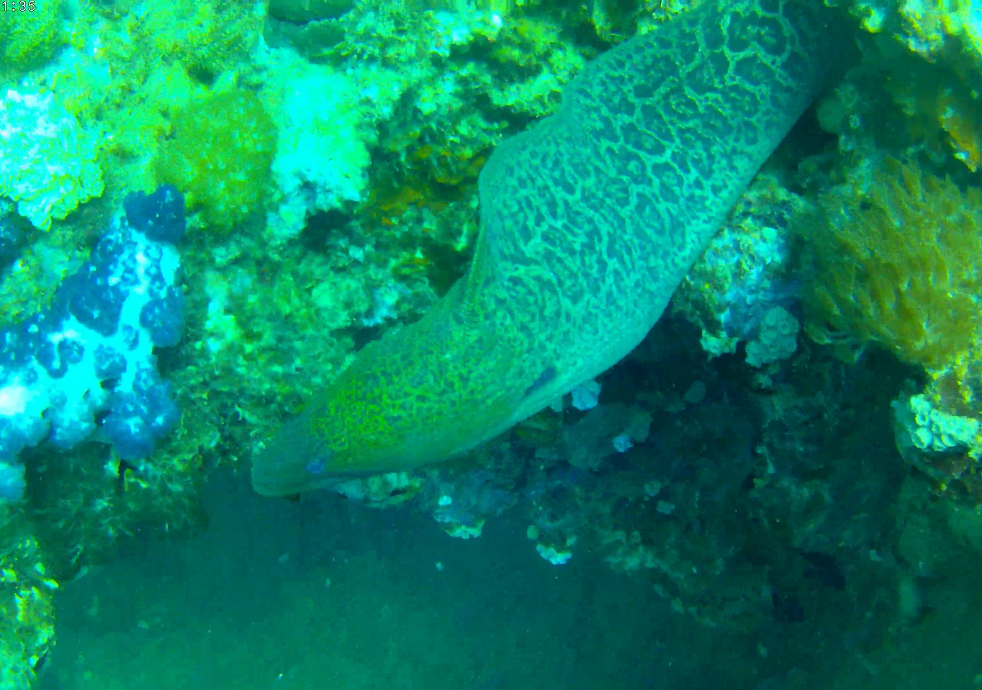 Giant Moray (Gymnothorax javanicus)