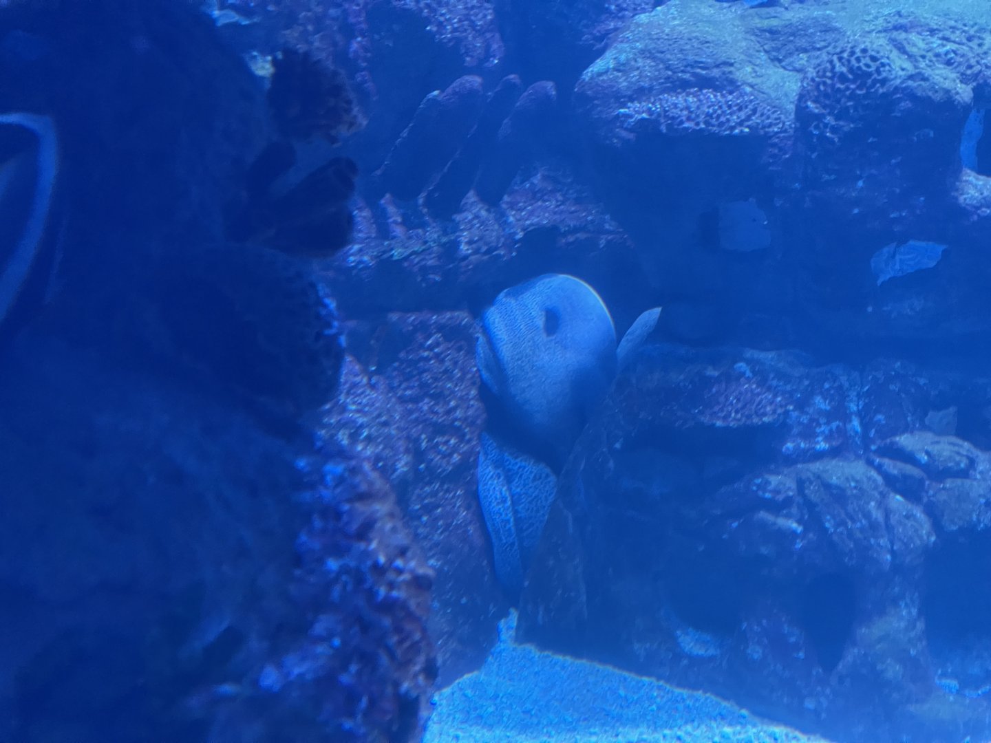 giant moray (gymnothorax javanicus)