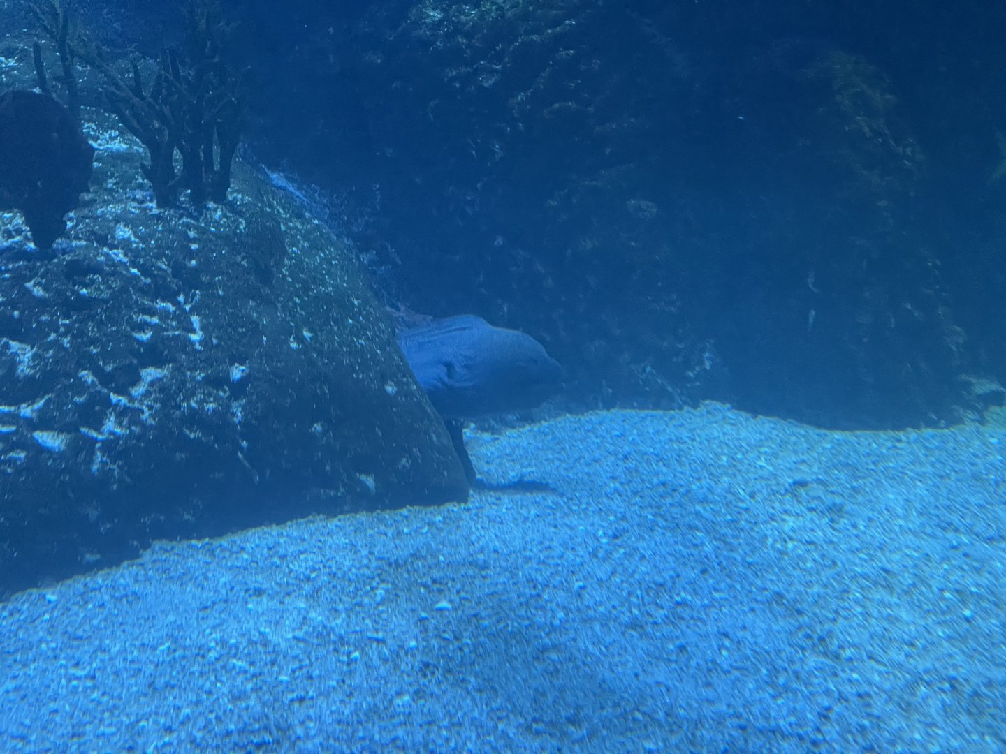 giant moray (gymnothorax javanicus)