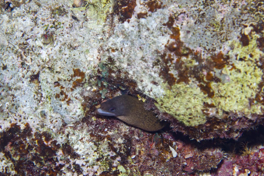 Giant Moray juvenile (Gymnothorax javanicus)