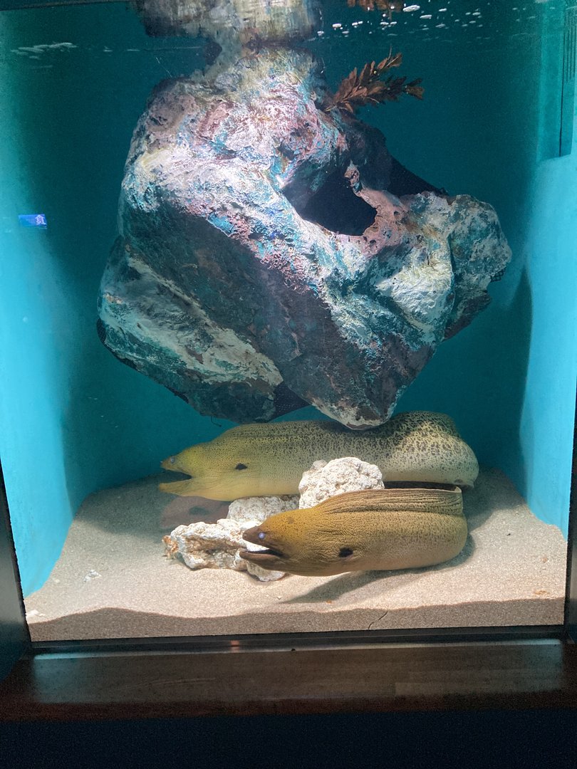 Giant moray tank