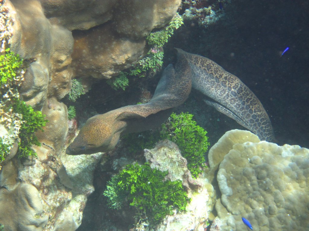 Giant Moray