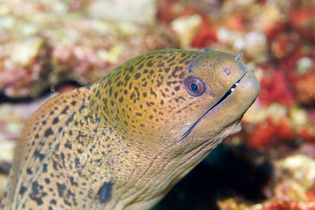 Giant Moray