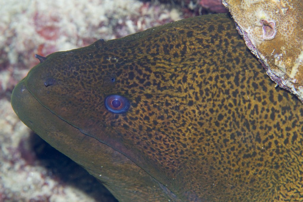 Giant Moray