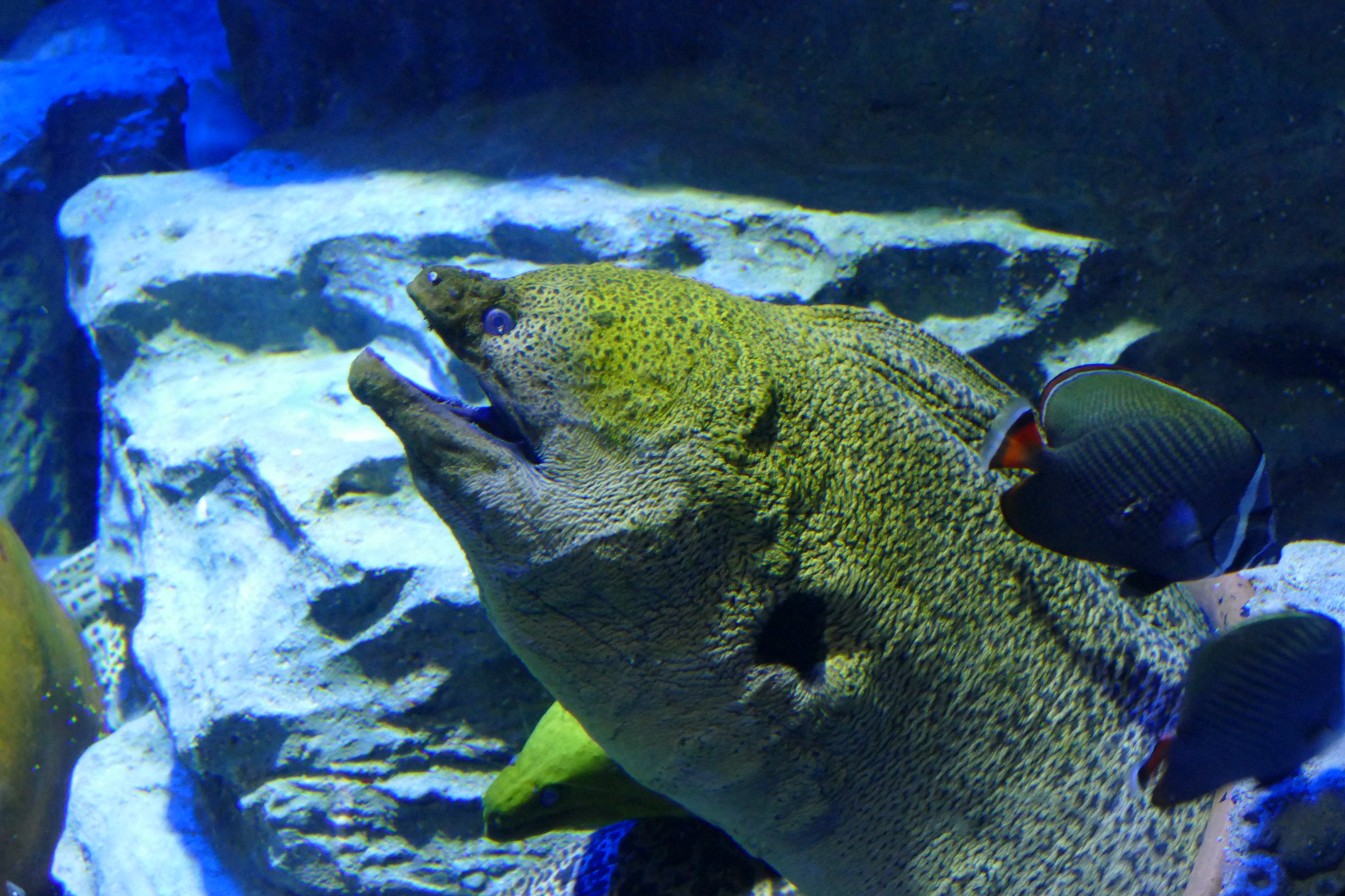 Giant moray