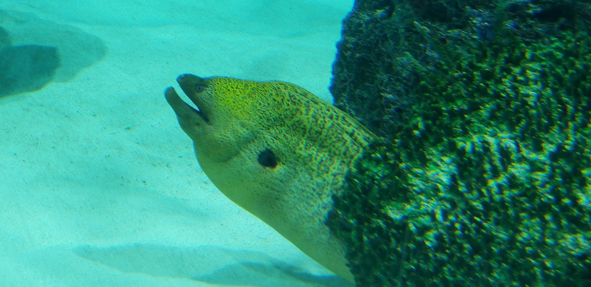 Giant Moray