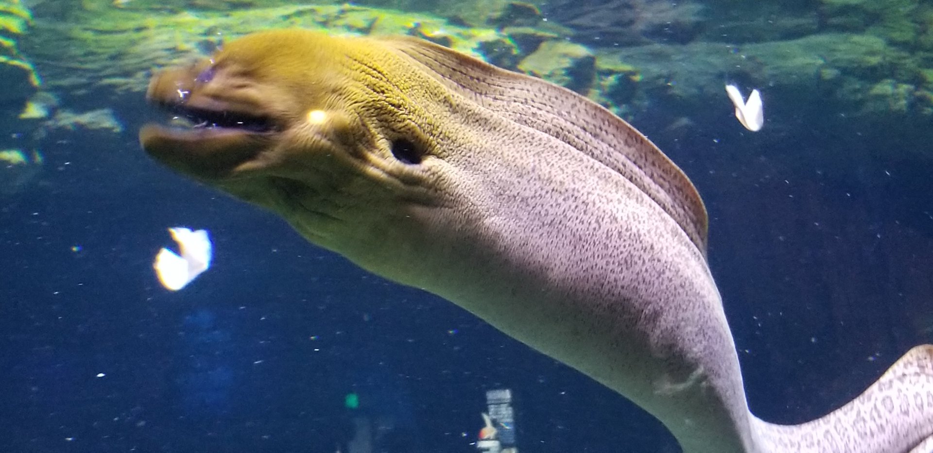 Giant Moray