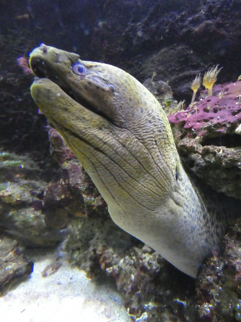 Giant moray