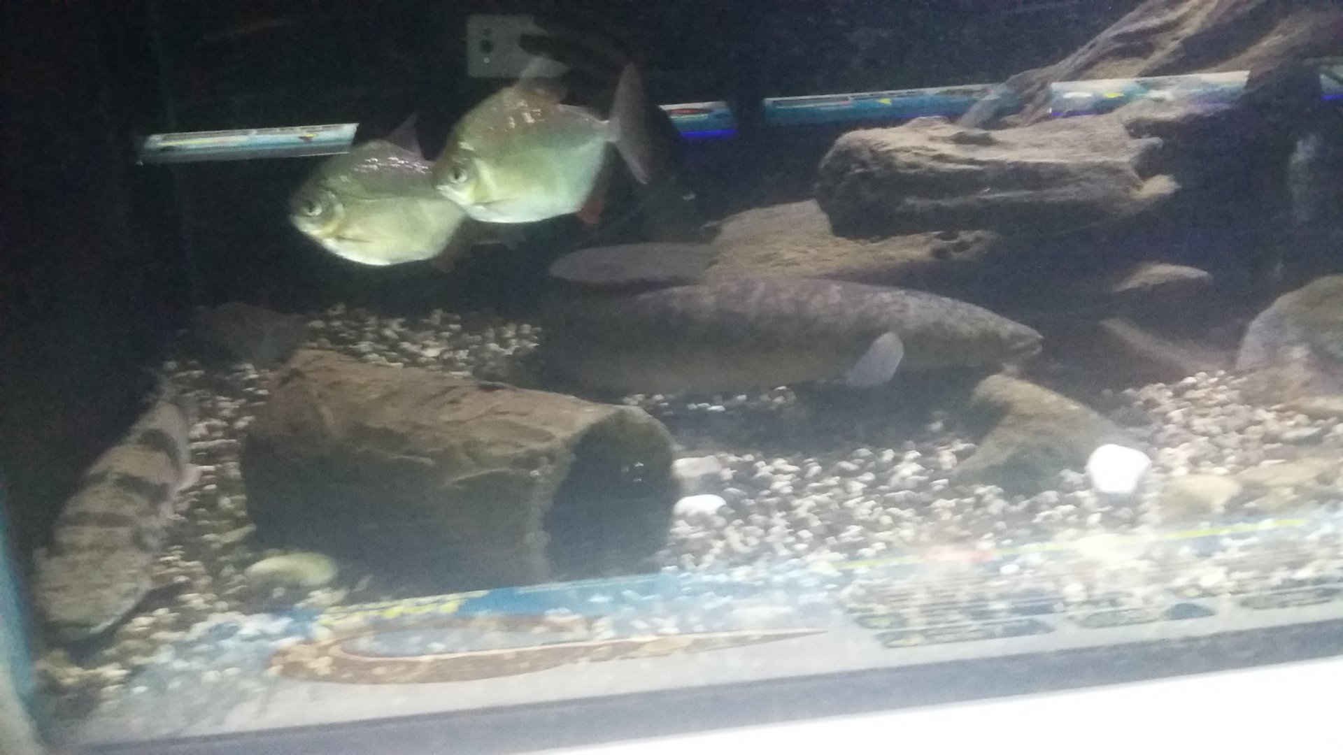 Giant mottled eel (Anguilla marmorata) and Silver dollar (Metynnis argenteus)