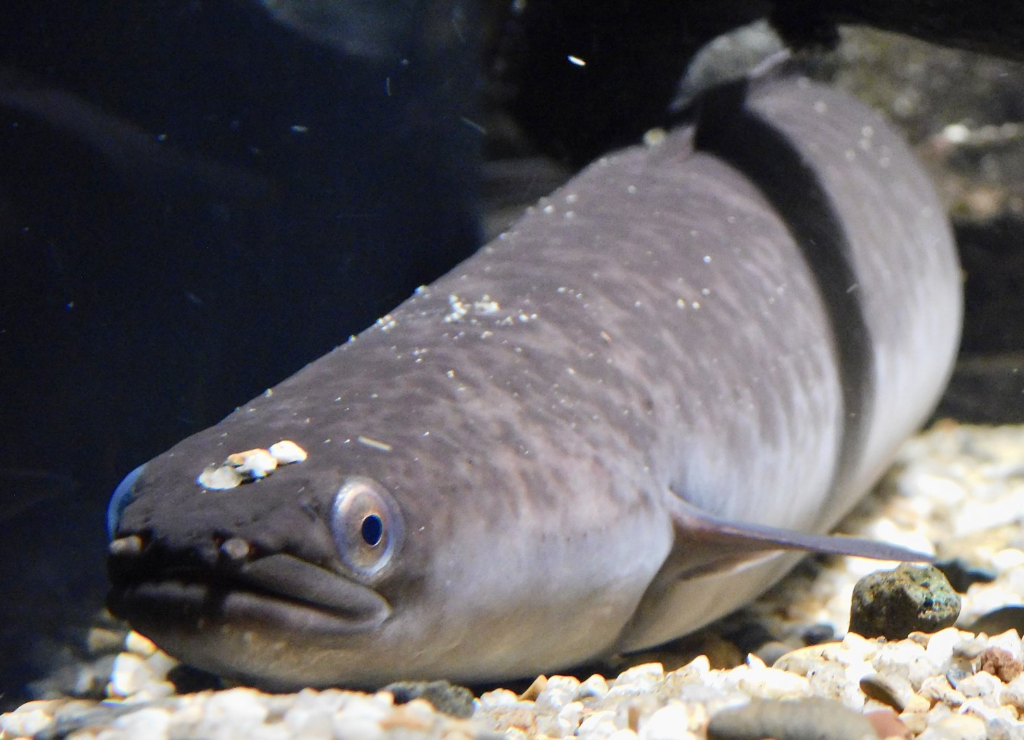 Giant Mottled Eel (Anguilla marmorata) - Kawasui Kawasaki Aquarium November 19, 2025