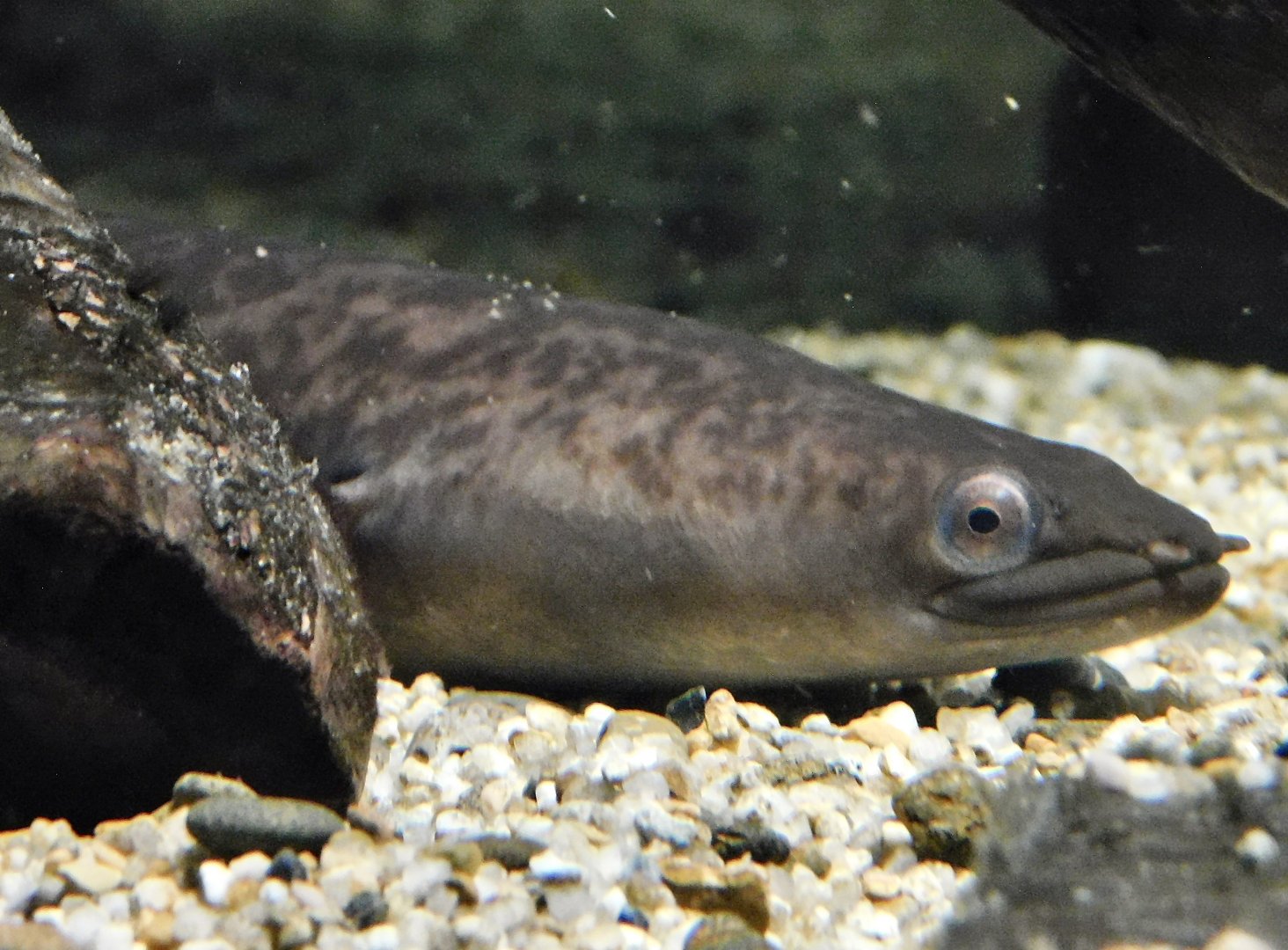 Giant Mottled Eel (Anguilla marmorata) - Kawasui Kawasaki Aquarium November 19, 2025