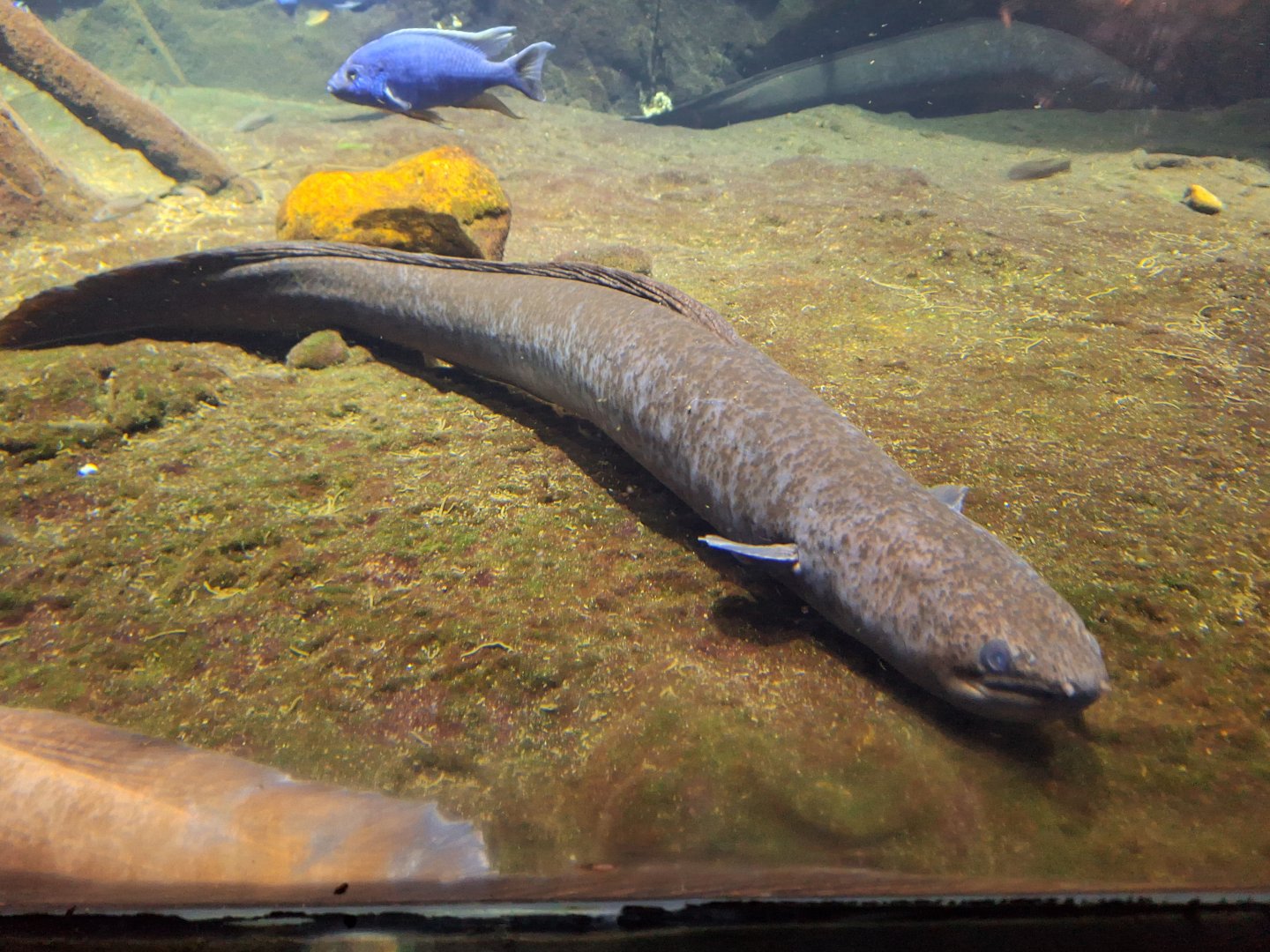Giant mottled eel (Anguilla marmorata)
