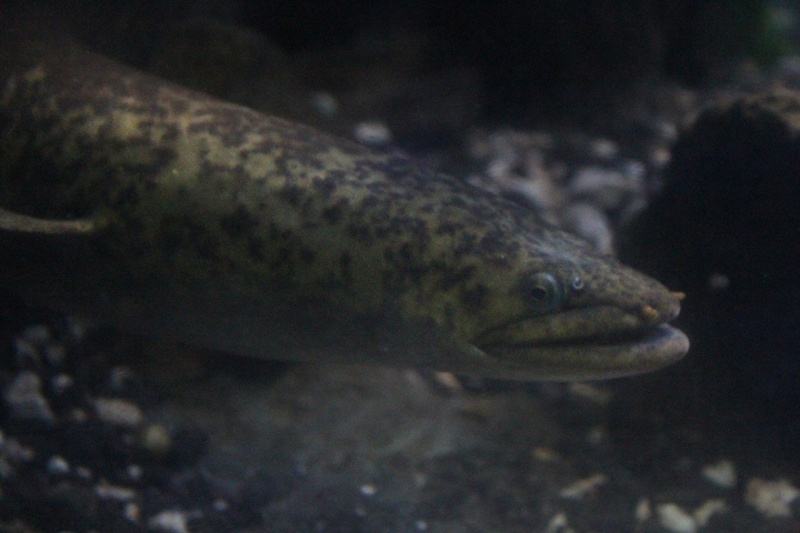 Giant mottled eel (Anguilla marmorata)