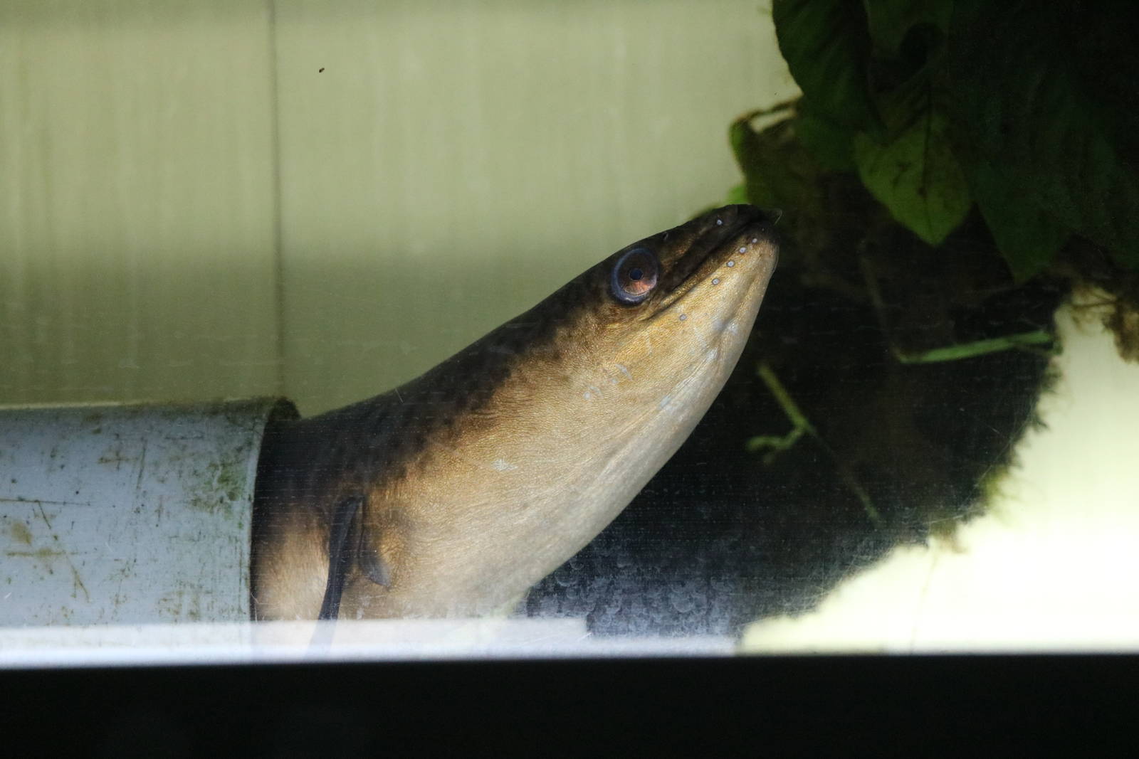 Giant mottled eel - Tokyo Tower Aquarium, February 2016