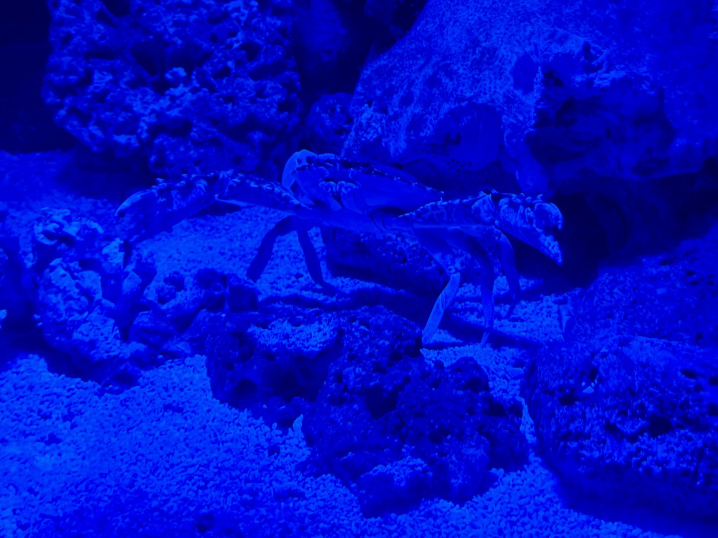 Giant mud crab (Scylla serrata)