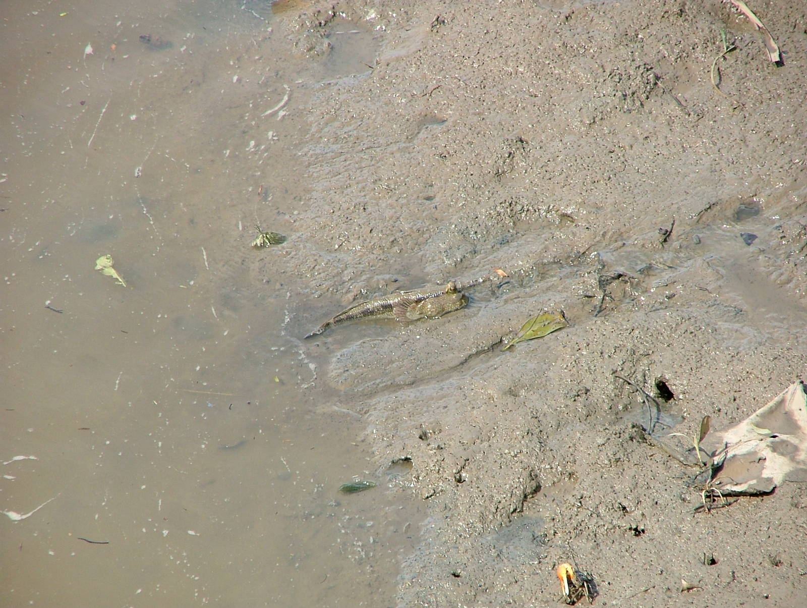 Giant Mudskipper