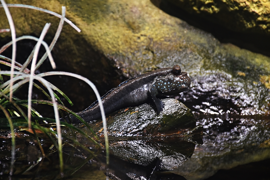 giant mudskipper