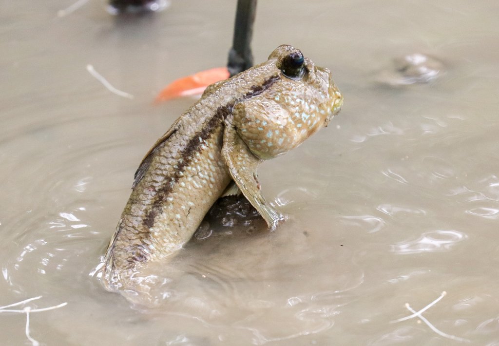 Giant Mudskipper