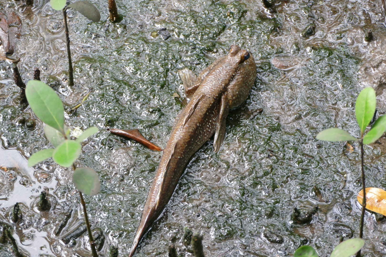 Giant mudskipper