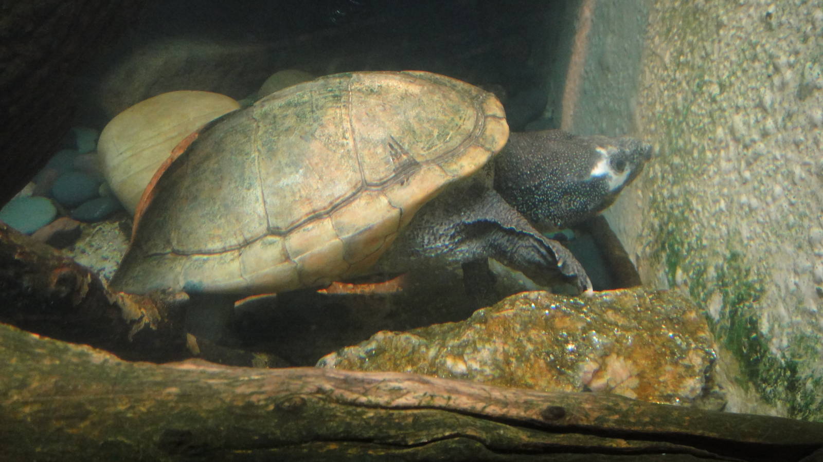 Giant musk turtle at Bronx zoo 2014-12-29
