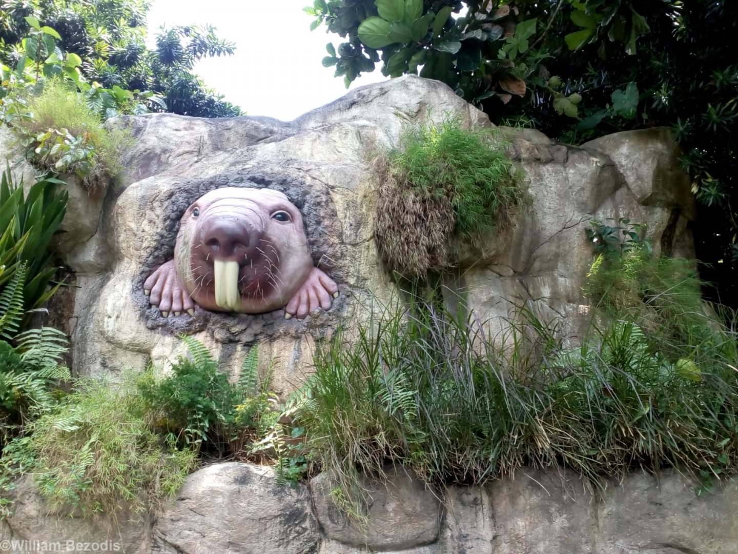 Giant Naked Mole Rat