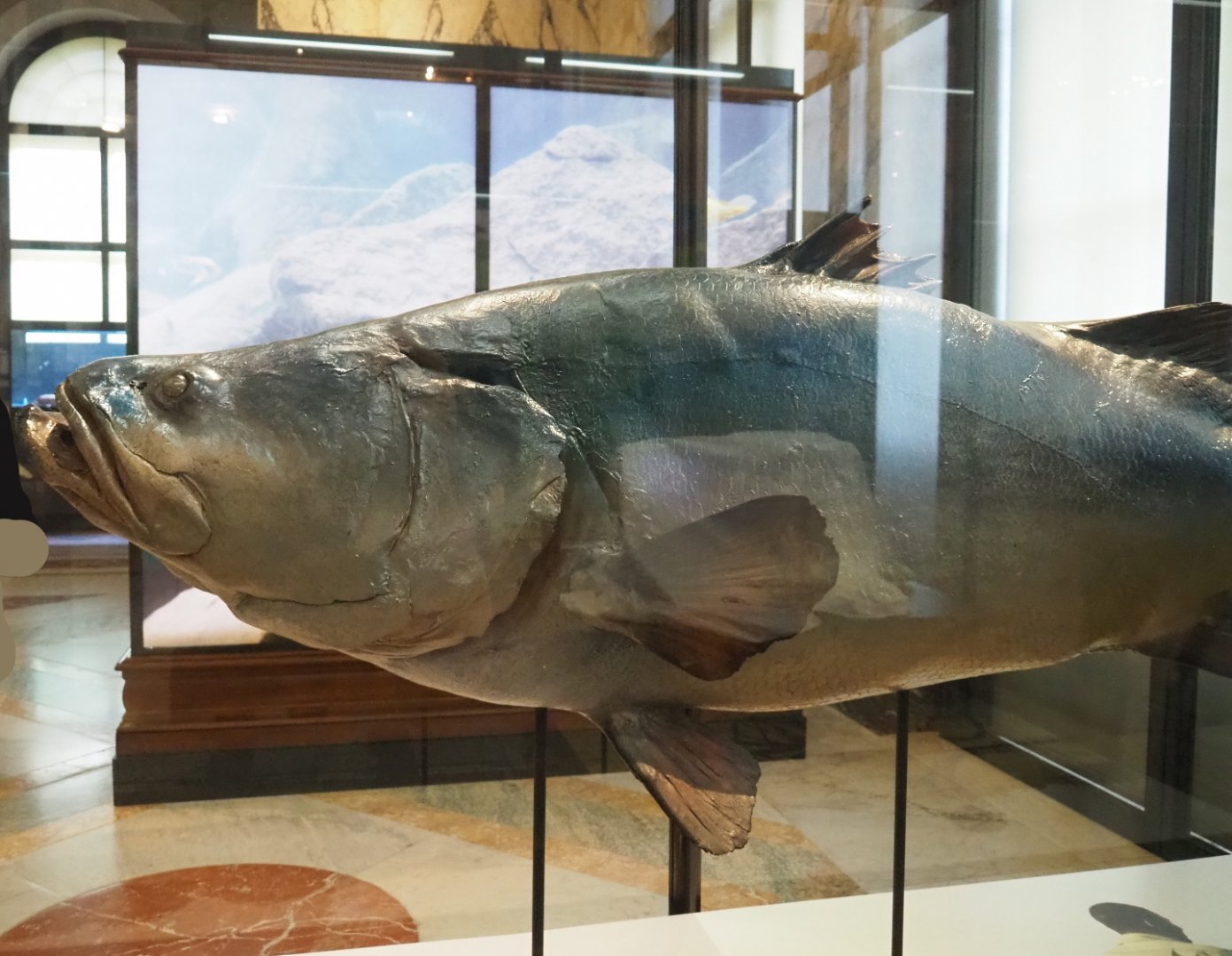 Giant Nile perch Nile perch (Lates niloticus) replica, 2021-10-20