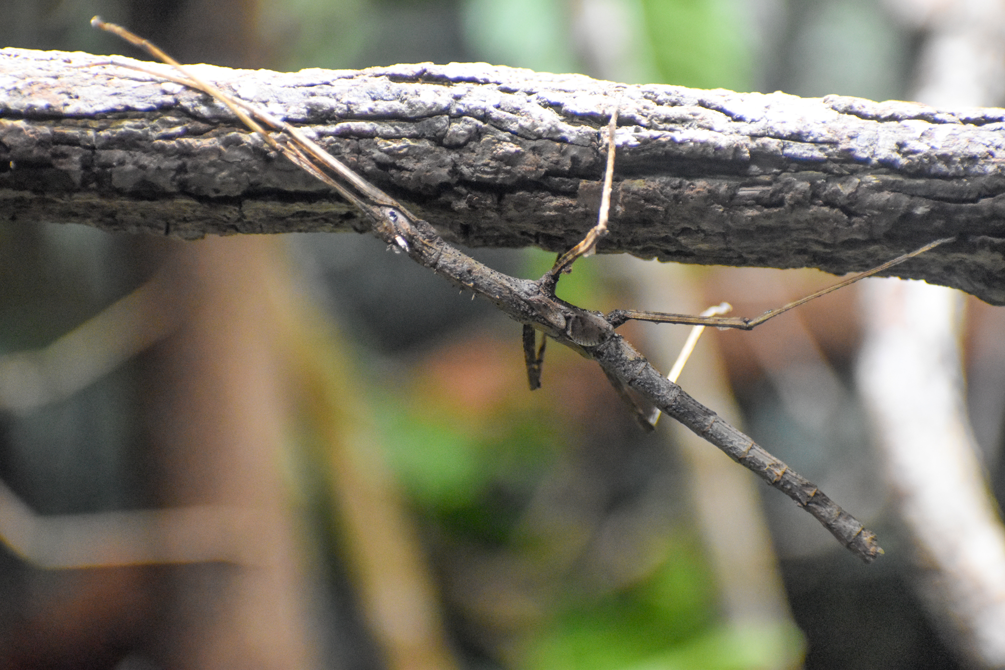 Giant Northern Stick Insect (Acrophylla wuelfingi)