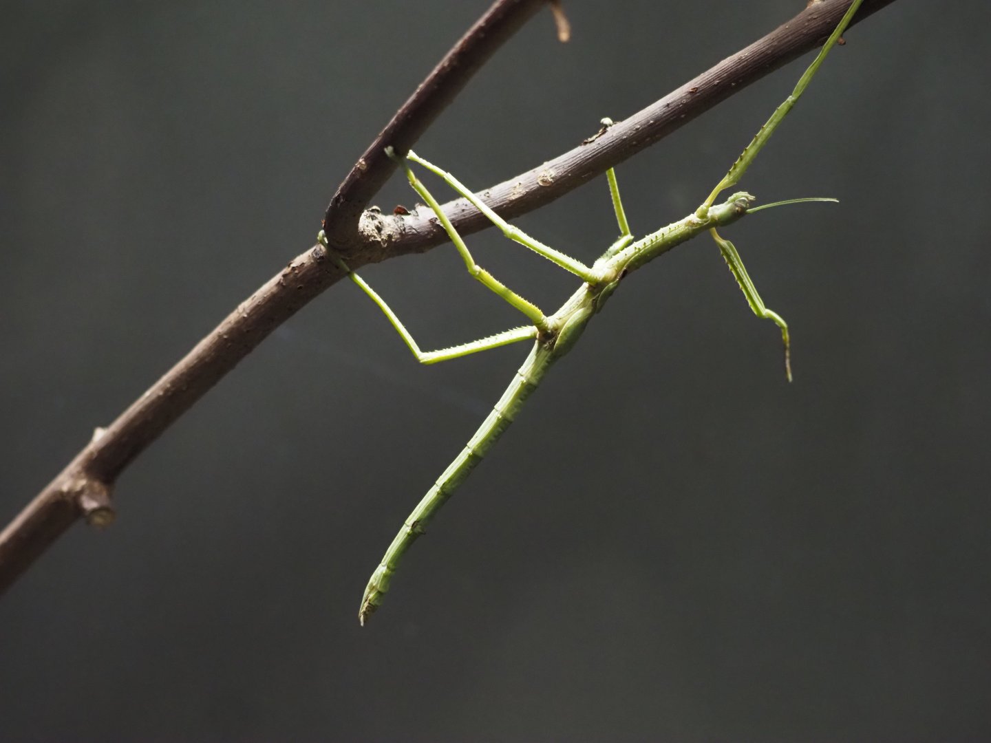 Giant Northern Stick Insect
