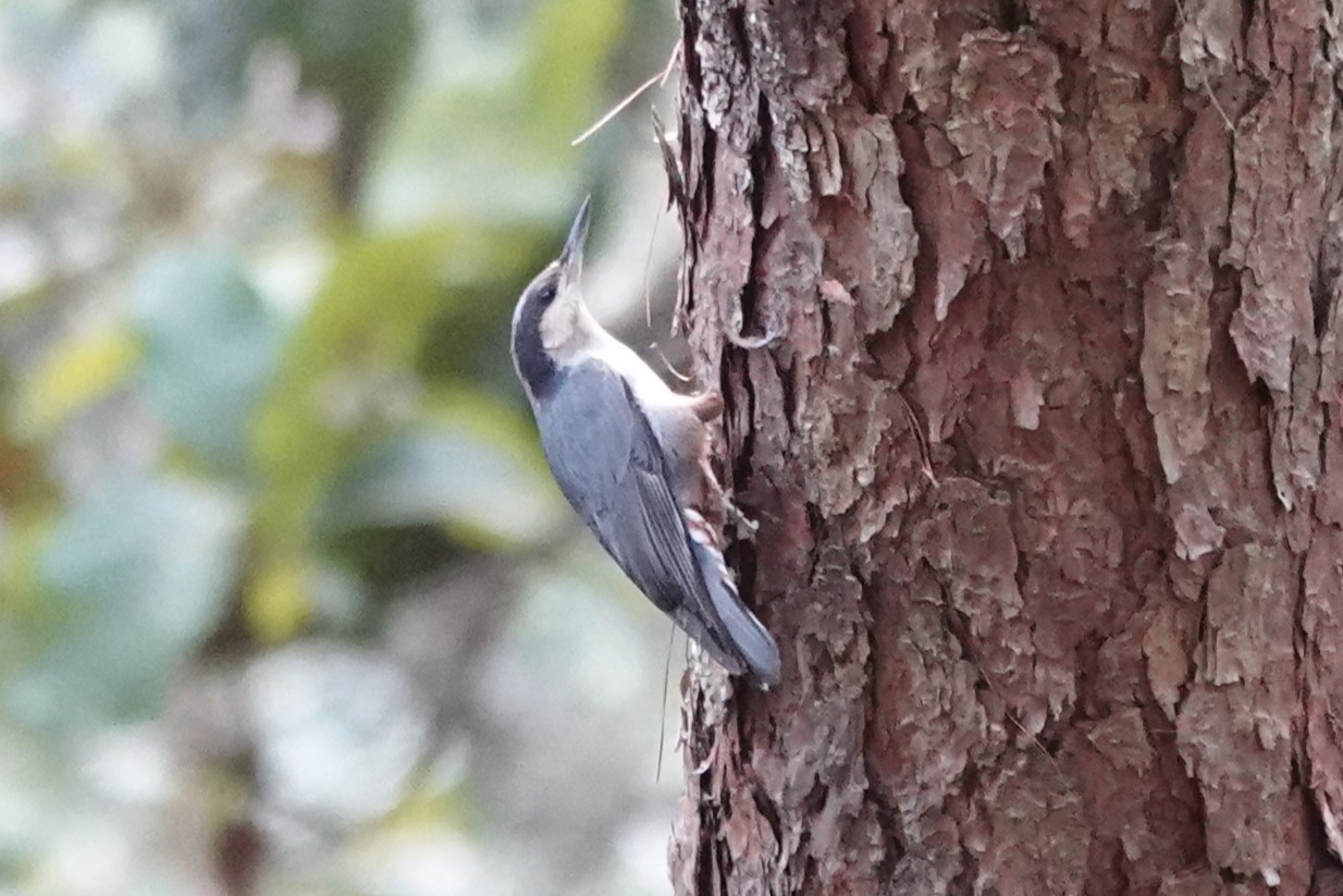 Giant Nuthatch