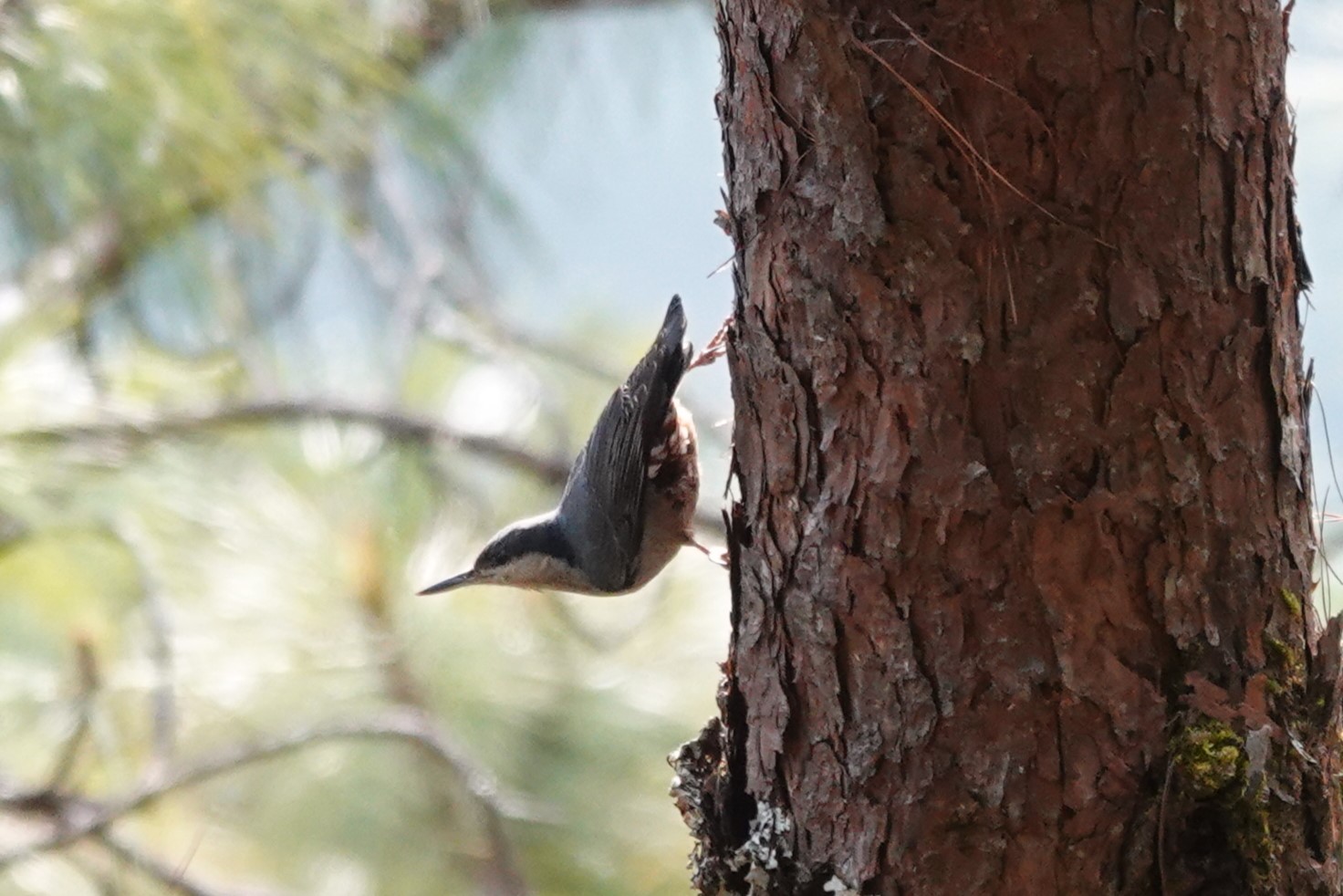 Giant Nuthatch