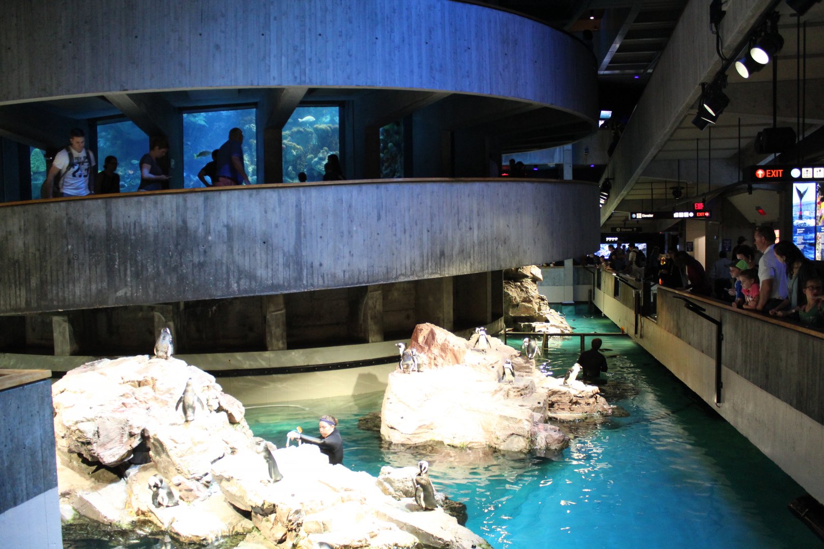 Giant Ocean Tank and Penguin Enclosures - Oct 2017