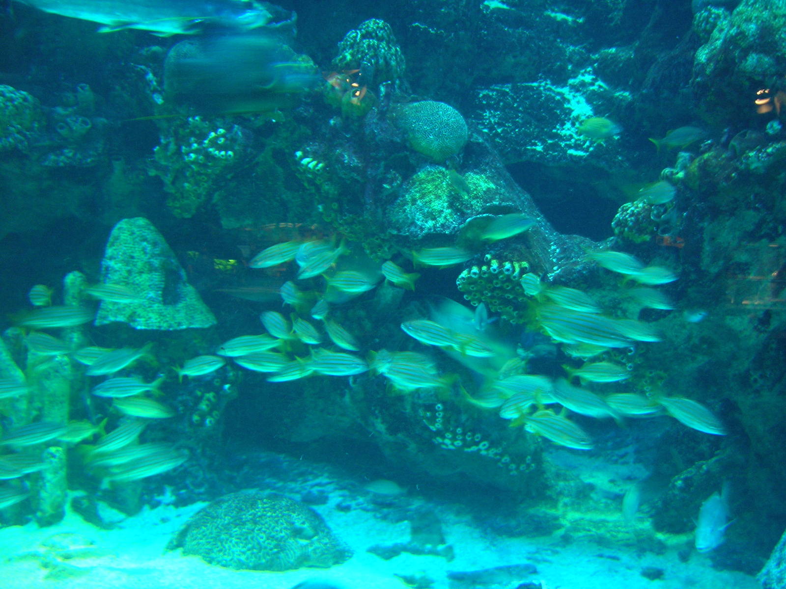 Giant Ocean Tank Exhibit