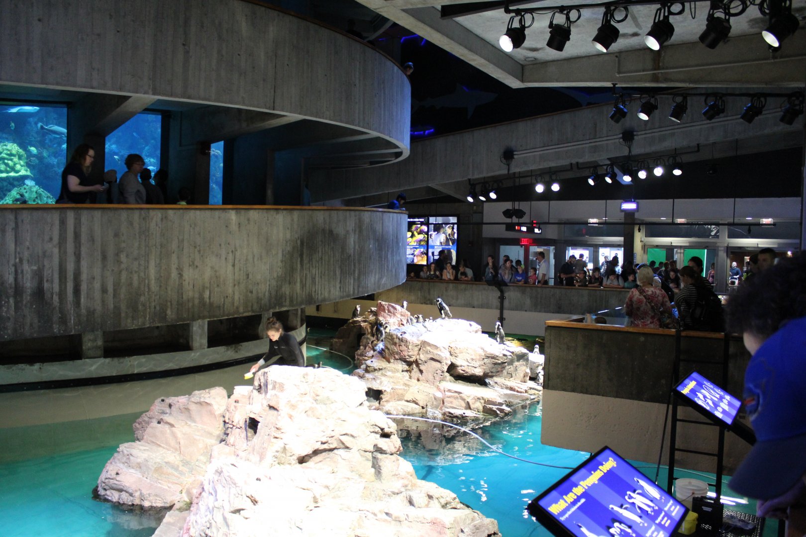 Giant Ocean Tank & Penguin Enclosures - Oct 2017