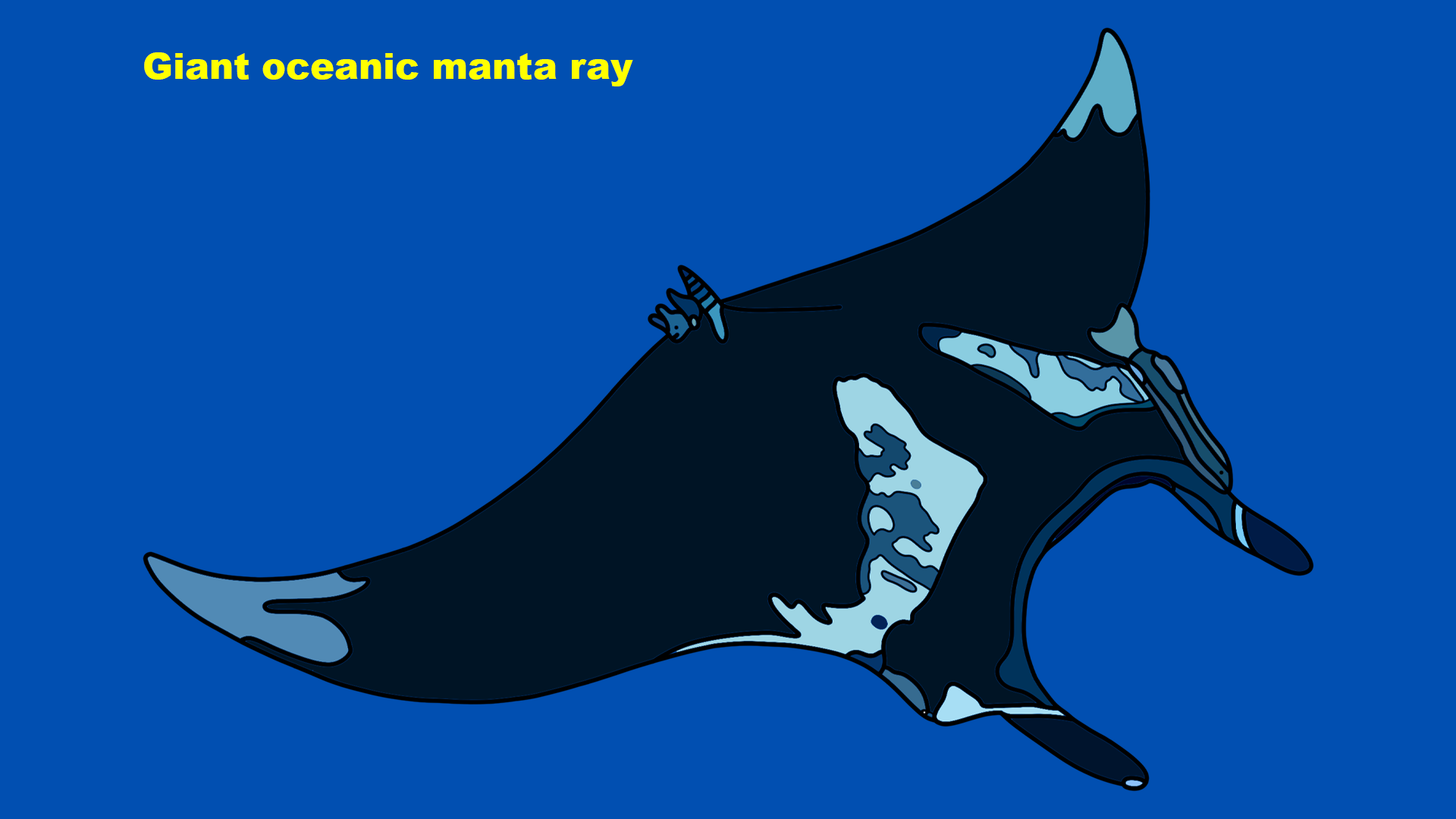 Giant oceanic manta ray (Mobula birostris)
