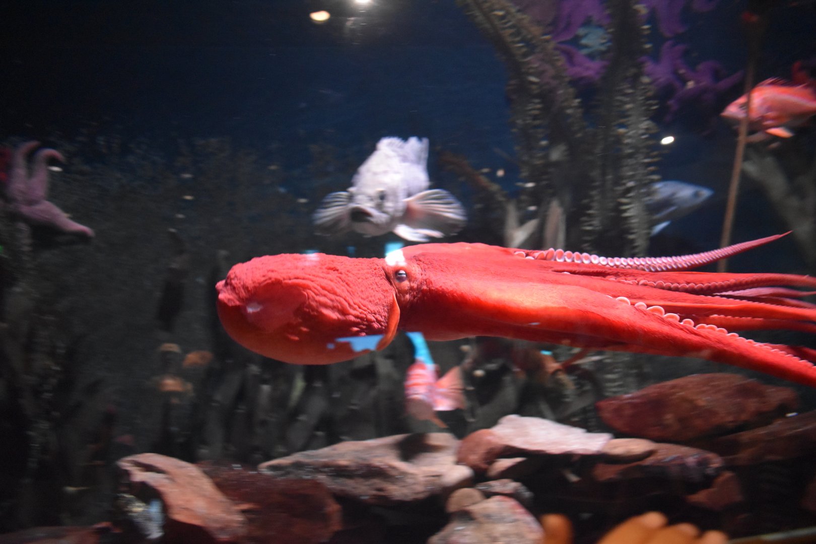 Giant Octopus Swimming