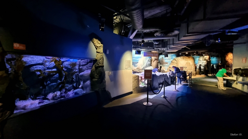 Giant Octopus Tank and Learning Lab