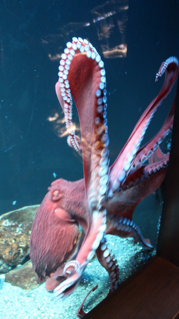 Giant octopus
