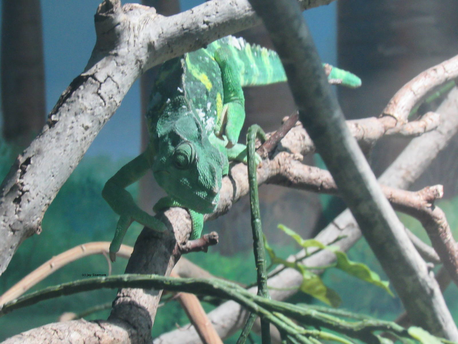 Giant One-Horned Chameleon