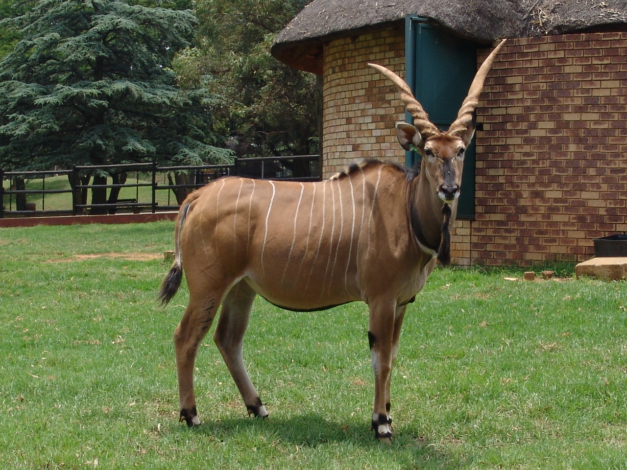 Giant or Lord Derby Eland (Taurotragus derbianus gigas)