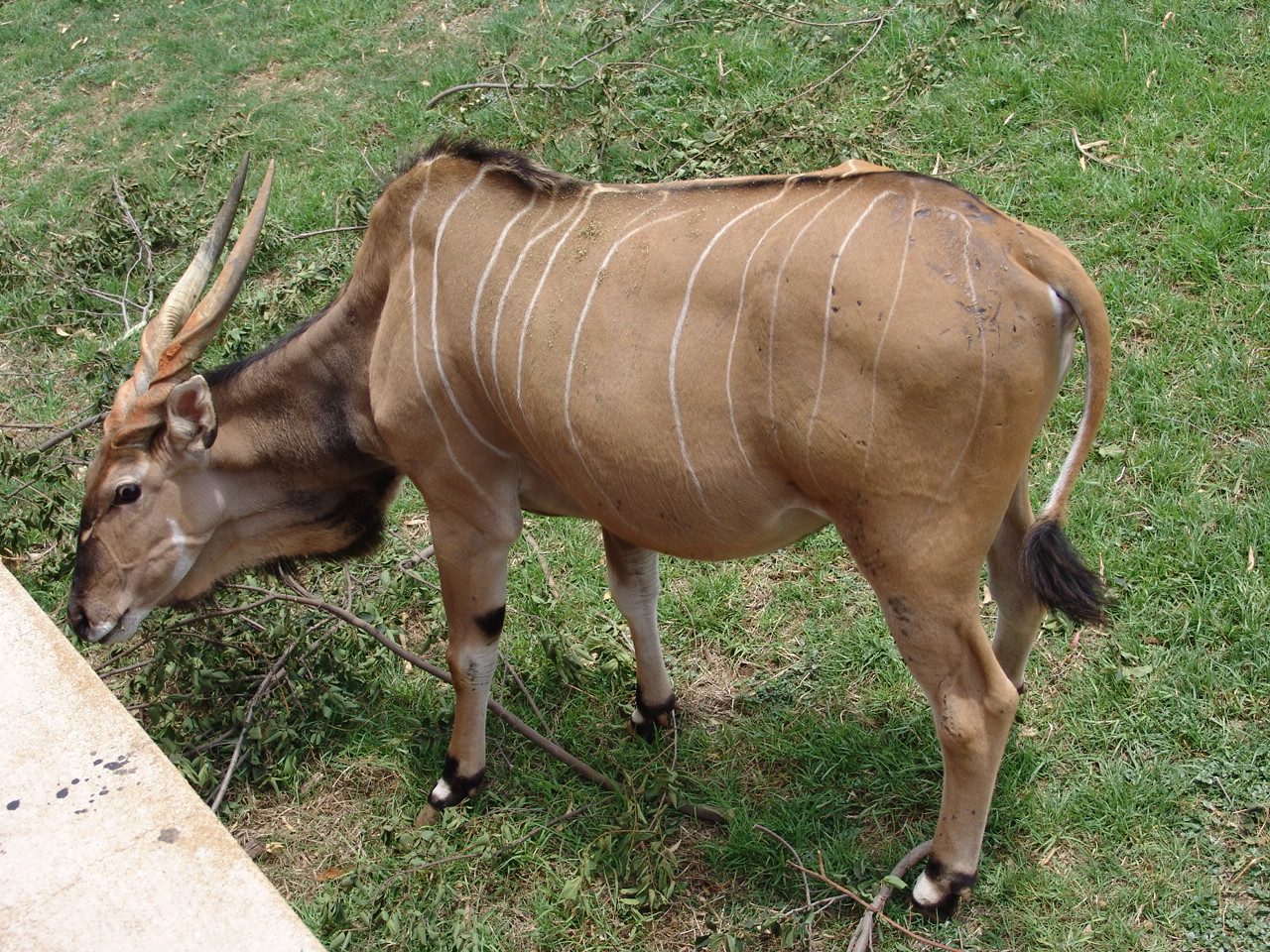 Giant or Lord Derby Eland (Taurotragus derbianus gigas)
