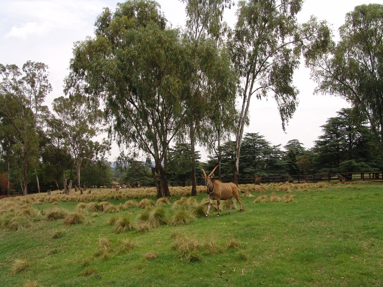 Giant or Lord Derby Eland (Taurotragus derbianus gigas)