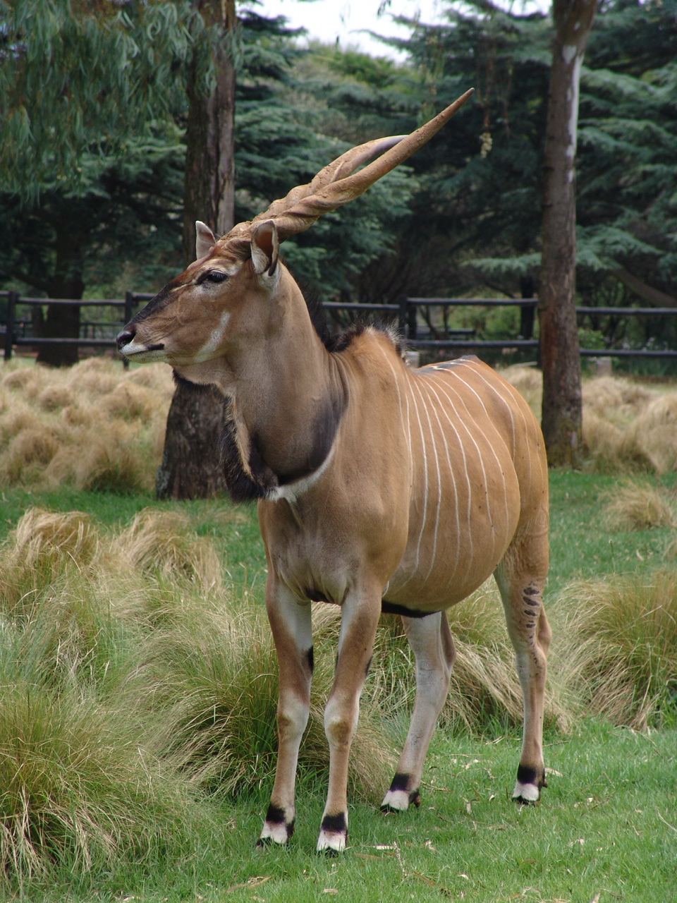 Giant or Lord Derby Eland (Taurotragus derbianus gigas)