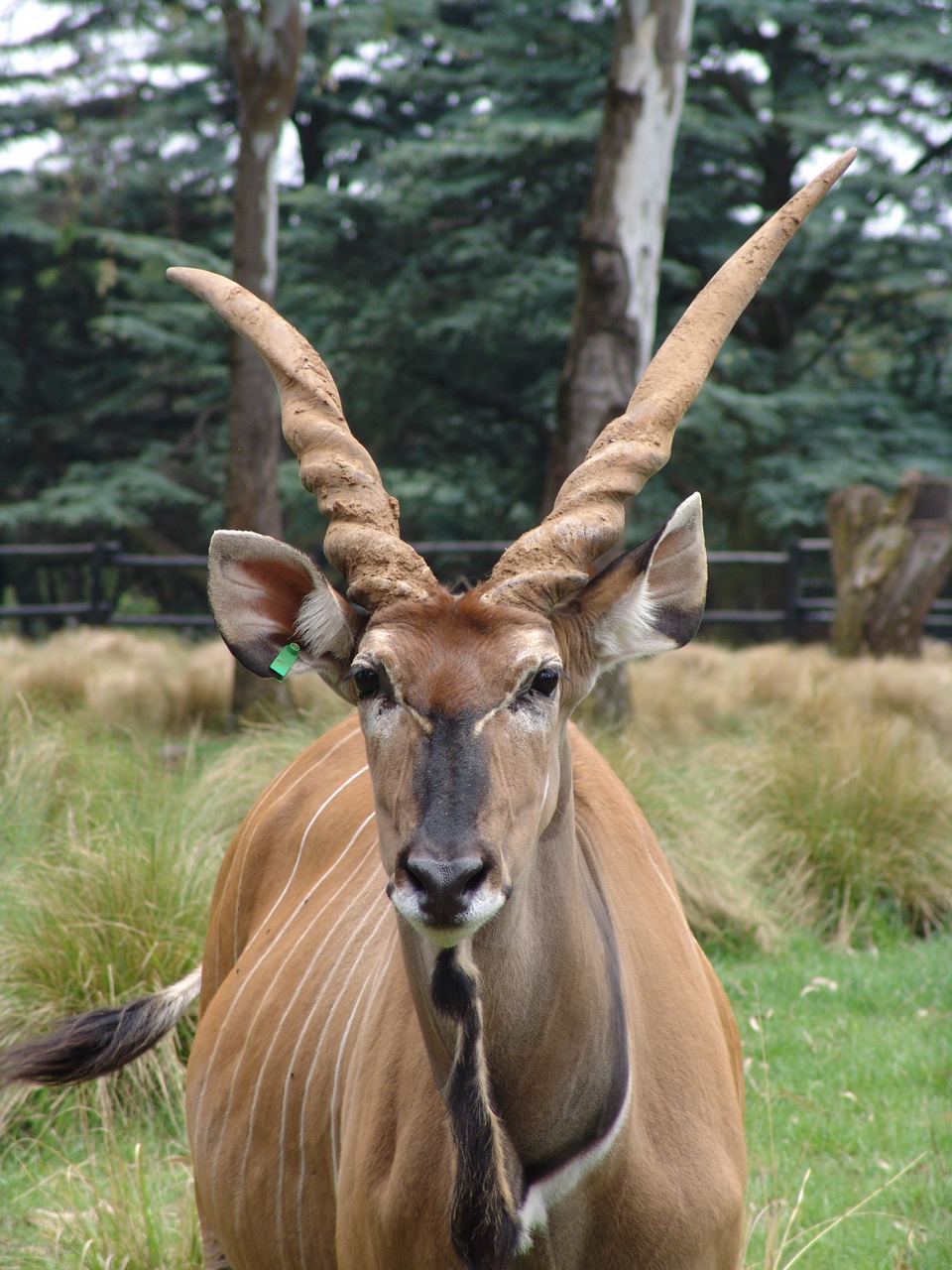 Giant or Lord Derby Eland (Taurotragus derbianus gigas)