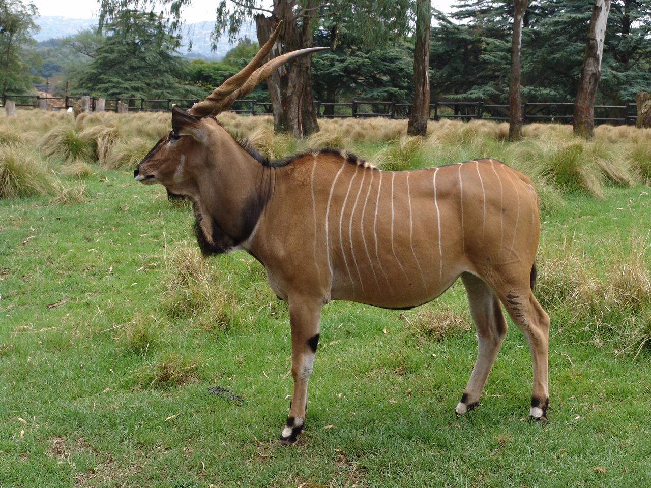 Giant or Lord Derby Eland (Taurotragus derbianus gigas)