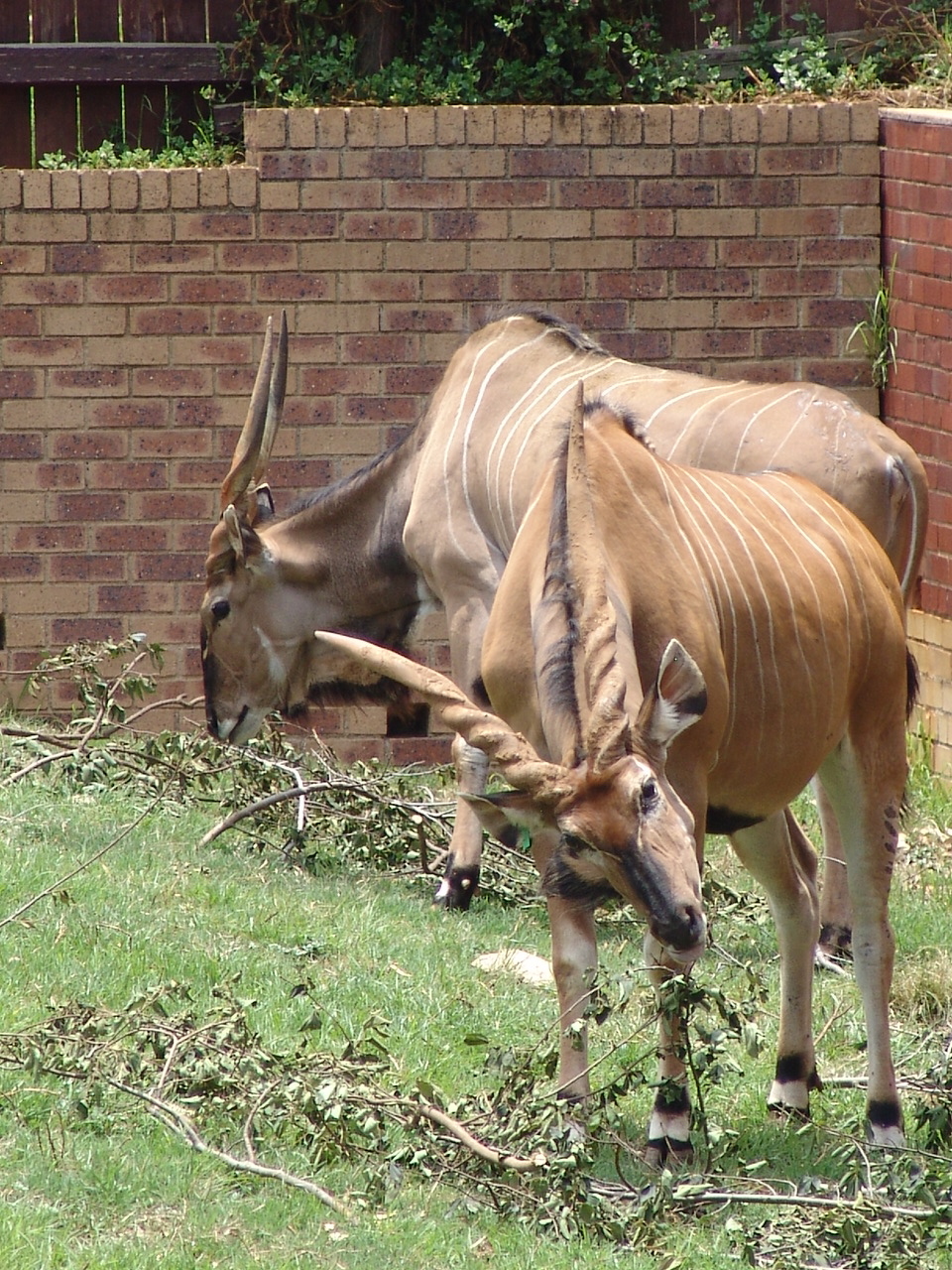 Giant or Lord Derby Elands (Taurotragus derbianus gigas)